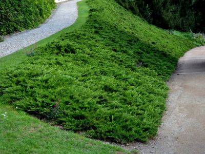 Best Erosion Control Plants For Shaded Hillsides - gardeningknowhow.com