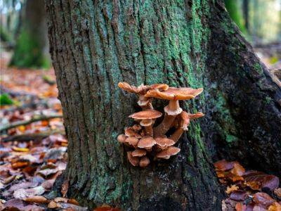 Tree Bark Fungus Identification Guide - gardeningknowhow.com