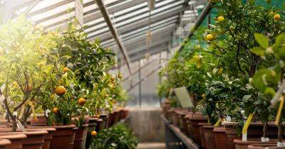 How to Grow Fruit Trees in a Greenhouse - gardenerspath.com