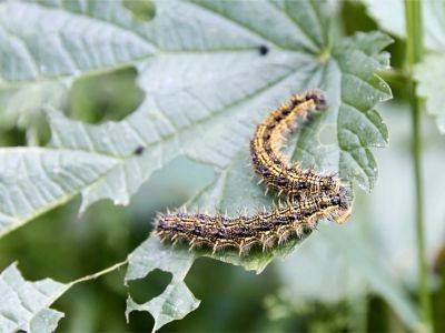 The Plants That Turn Caterpillars Into Cannibals - gardeningknowhow.com