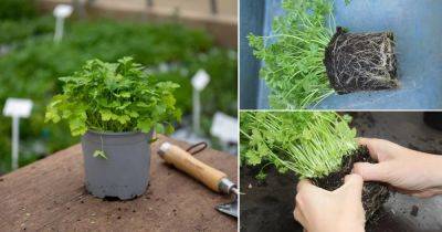 Everything About Growing Parsley from Division - balconygardenweb.com