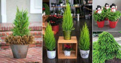 22 Best Outdoor Christmas Plants | Living Christmas Trees - balconygardenweb.com - state Colorado