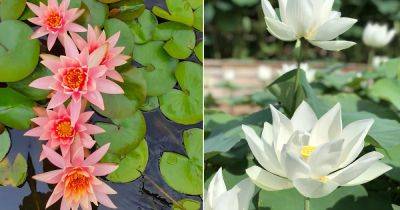Water Lily vs. Lotus Flower : All the Differences - balconygardenweb.com - Usa