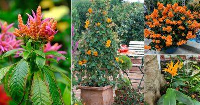 10 Tropical Plants With Orange Flowers - balconygardenweb.com
