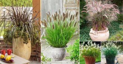 16 Dwarf Fountain Grass Varieties - balconygardenweb.com