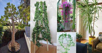 18 Succulents With Long Stems | Succulent Plants that Grow Long Stems - balconygardenweb.com