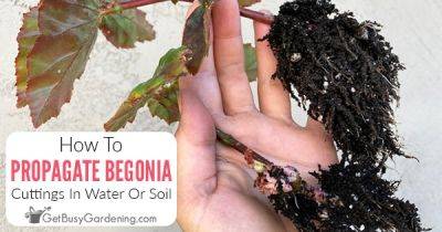 How To Propagate Begonias In Water Or Soil - getbusygardening.com