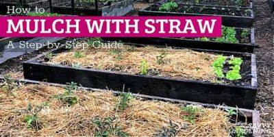 How to Mulch with Straw: A Step-by-Step Guide - savvygardening.com