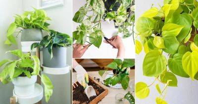 10 Top Tips on How to Turn Leggy Pothos Plant Bushier - balconygardenweb.com