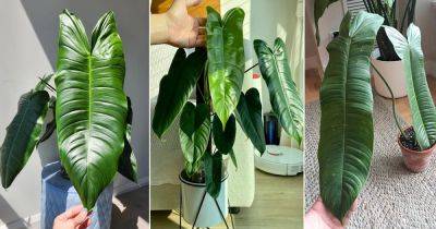 Philodendron Sharoniae Care and Growing Guide - balconygardenweb.com