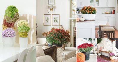 17 Spectacular Chrysanthemum Display Ideas Indoors - balconygardenweb.com - Italy