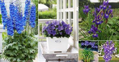 16 Dark Blue Flowers for the Garden - balconygardenweb.com