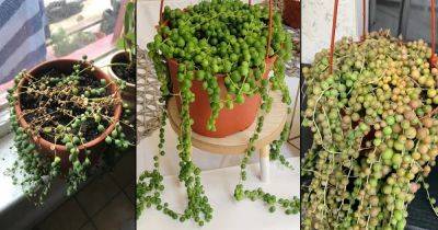 How to Save a Dying String of Pearls - balconygardenweb.com