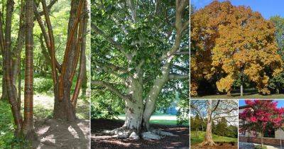 25 Trees With Smooth Gray Bark - balconygardenweb.com - Usa