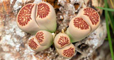 How to Grow and Care for Lithops Living Stone Plants - gardenerspath.com