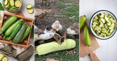 Can Ducks Eat Zucchini? Find Out! - balconygardenweb.com