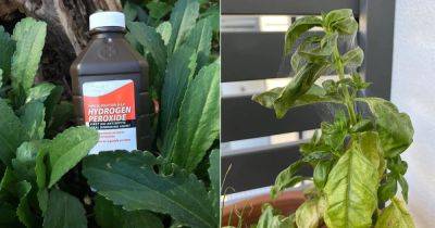 Does Hydrogen Peroxide Kill Spider Mites? Find Out! - balconygardenweb.com