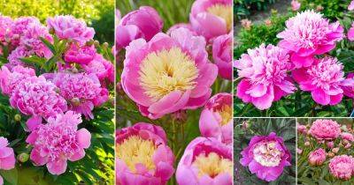 55 Stunning Pink Peony Varieties - balconygardenweb.com