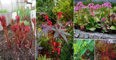 40 Beautiful Red Stem Plants - balconygardenweb.com - Usa