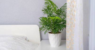 Best Plants for a Bedroom - gardenersworld.com