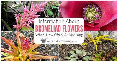 Bromeliad Flowers: When, How Often, & How Long They Bloom - getbusygardening.com