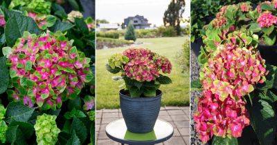 Pistachio Hydrangea Care and Growing Guide - balconygardenweb.com