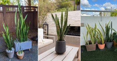 Can a Snake Plant Live Outside? Find Out! - balconygardenweb.com - city Sansevieria