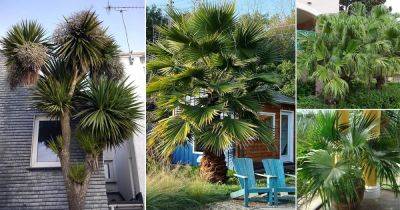 10 Livistona Palm Varieties for the Garden - balconygardenweb.com - China