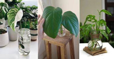 10 Best Types of Monstera to Grow in Water - balconygardenweb.com
