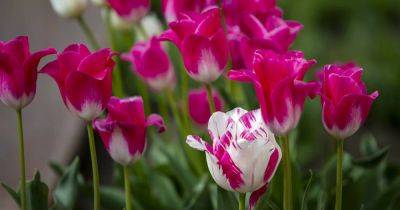 Gardening Q&A: How to avoid tulip fire - irishtimes.com