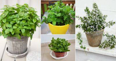 27 Types of Mint Varieties to Grow in Garden and Pots - balconygardenweb.com - county Garden