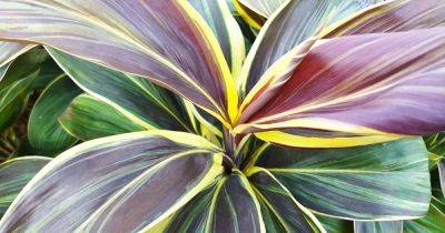 How to Grow and Care for Hawaiian Ti Plants - gardenerspath.com - Australia