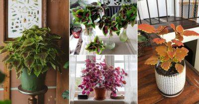 31 Most Awesome Indoor Coleus Pictures - balconygardenweb.com