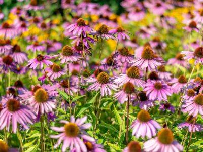 Upper Midwest Plants That Thrive In Northern Gardens - gardeningknowhow.com - state Michigan - state Minnesota - state Wisconsin - state Iowa