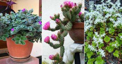 8 Best Canadian Houseplants | Indoor Plants Native to Canada - balconygardenweb.com - Canada