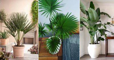 7 Stunning Indoor Palms with Big Foliage and Fronds - balconygardenweb.com