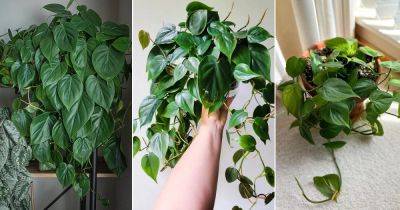 Philodendron Hederaceum Care and Growing Guide - balconygardenweb.com