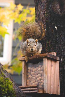 How to keep squirrels off bird feeders: 10 easy tips - growingfamily.co.uk