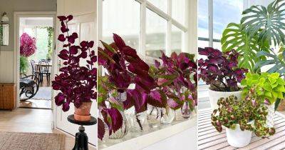 15 Coleus Display Ideas Indoors - balconygardenweb.com