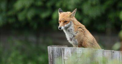 Wildlife watch: Red fox - gardenersworld.com