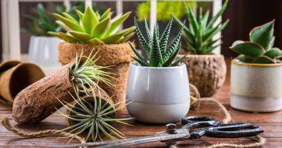 Tips for Growing Succulents in a Greenhouse - gardenerspath.com - state Virginia