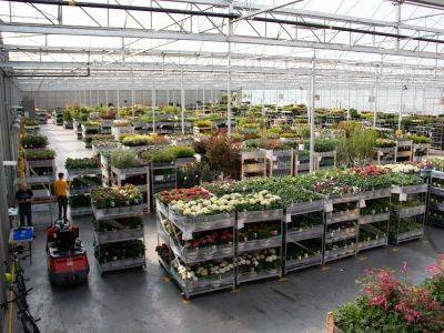 Abbotsford's Van Belle Nursery still growing strong after 50 years - theprovince.com
