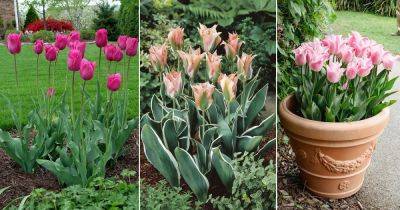 28 Stunning Pink Tulips Varieties | Pink Tulip Meaning - balconygardenweb.com - Netherlands