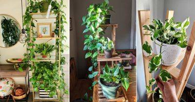14 Cool Pothos Ladder Ideas for Small Spaces - balconygardenweb.com