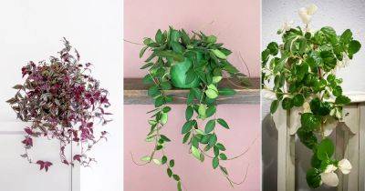 14 Indoor Creeper Plants that Trail Gracefully - balconygardenweb.com