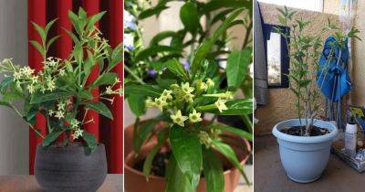 How to Grow Night Blooming Jasmine Indoors: The Most Fragrant Flower - balconygardenweb.com - India