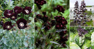 10 Most Gothic Flowers for the Garden - balconygardenweb.com - Iran