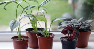 How to revive reduced-price house plants - gardenersworld.com