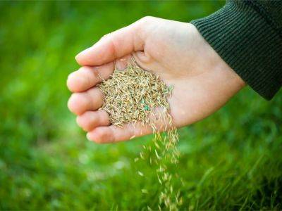 Grass Seed For Fall - A Guide To Fall Grass Seeding - gardeningknowhow.com