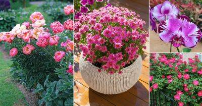 17 Stunning Hot Pink Flowers - balconygardenweb.com